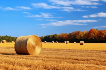 金色的麦田草垛