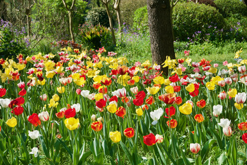 郁金香花海春色盎然