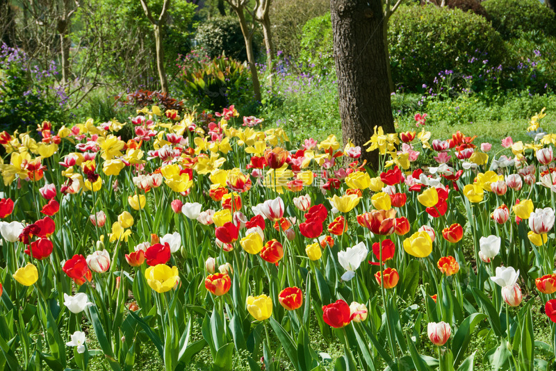 高清大图下载【趣麦麦图】-郁金香花海春色盎然