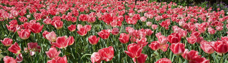 高清大图下载【趣麦麦图】郁金香花海景观自然风光摄影图片