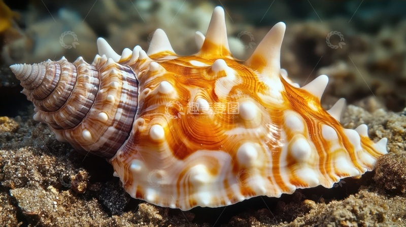 高清大图下载【趣麦麦图】海里的一个漂亮海螺