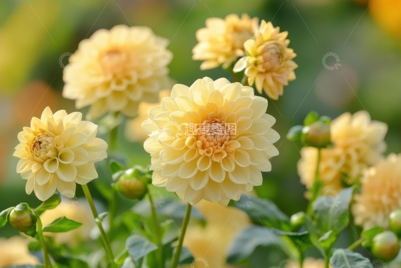 高清大图下载【趣麦麦图】-盛开的黄色菊花花卉