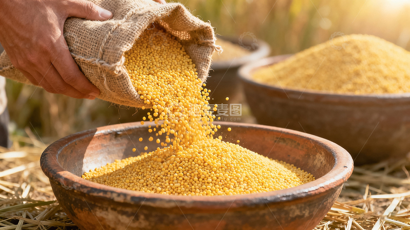 高清大图下载【趣麦麦图】农村小米丰收倾倒动态场景摄影
