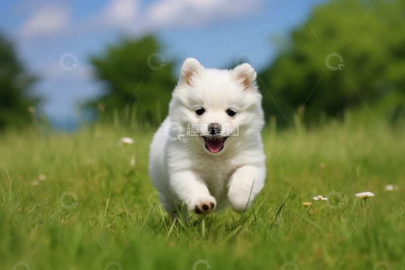 高清大图下载【趣麦麦图】奔跑在草地上的小白狗