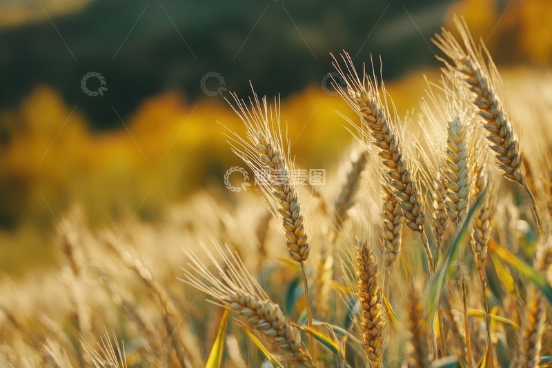 高清大图下载【趣麦麦图】金色的麦田麦穗特写摄影