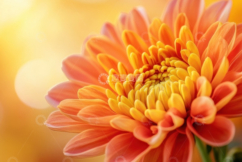 高清大图下载【趣麦麦图】盛开的橙色菊花