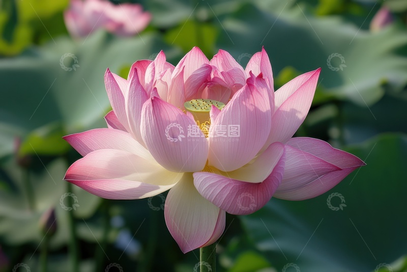 高清大图下载【趣麦麦图】盛开的重瓣荷花