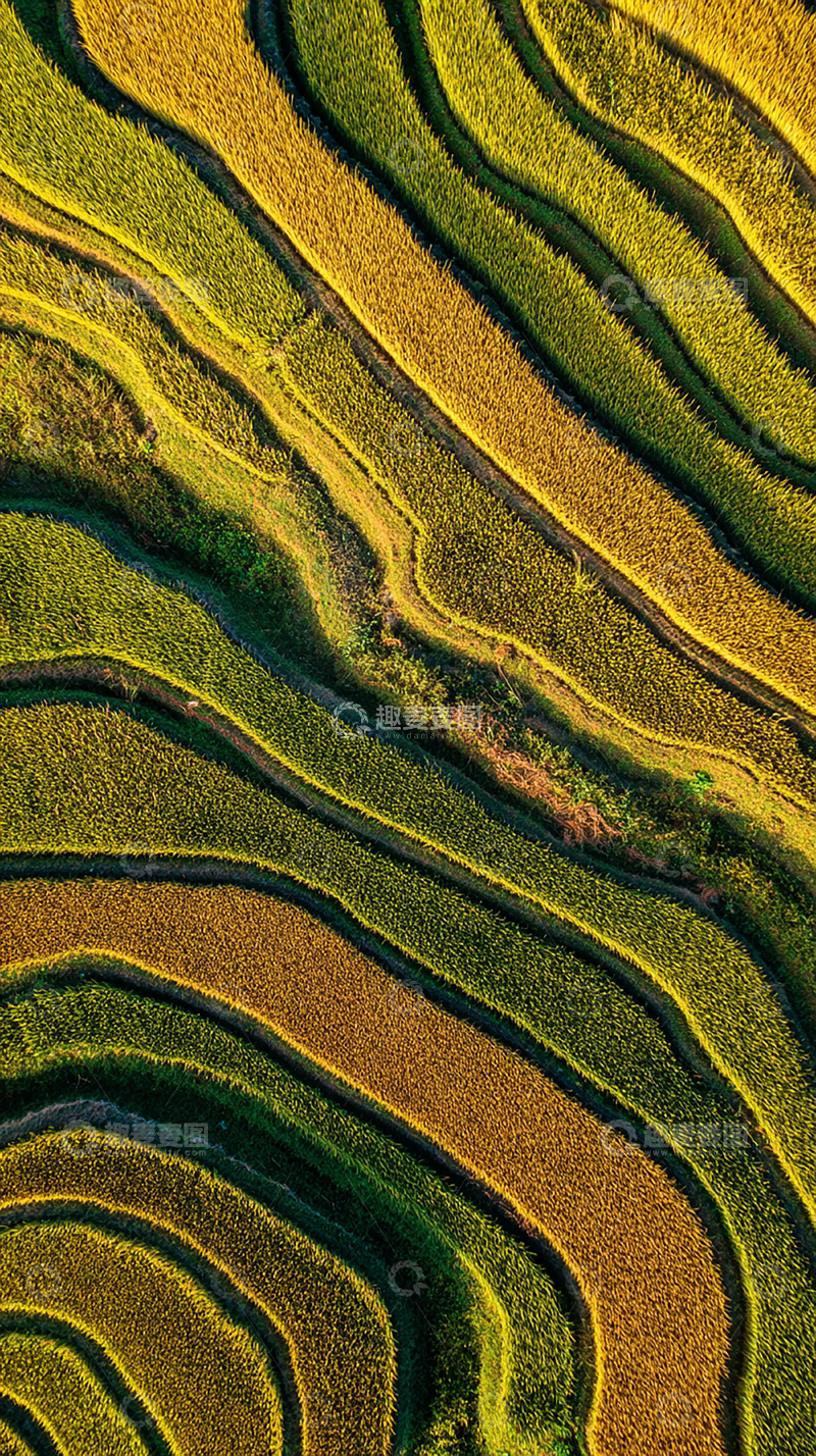 高清大图下载【趣麦麦图】金色稻田的乡村风光