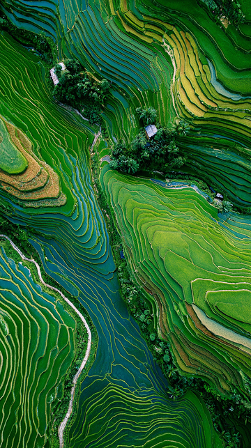 绿色梯田的壮丽景色