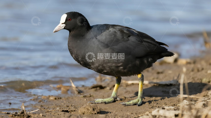 高清大图下载【趣麦麦图】生物百科鸟类之骨顶鸡