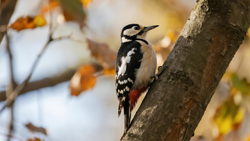 生物百科鸟类之斑姬啄木鸟