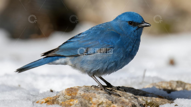 高清大图下载【趣麦麦图】生物百科鸟类之蓝矶鸫