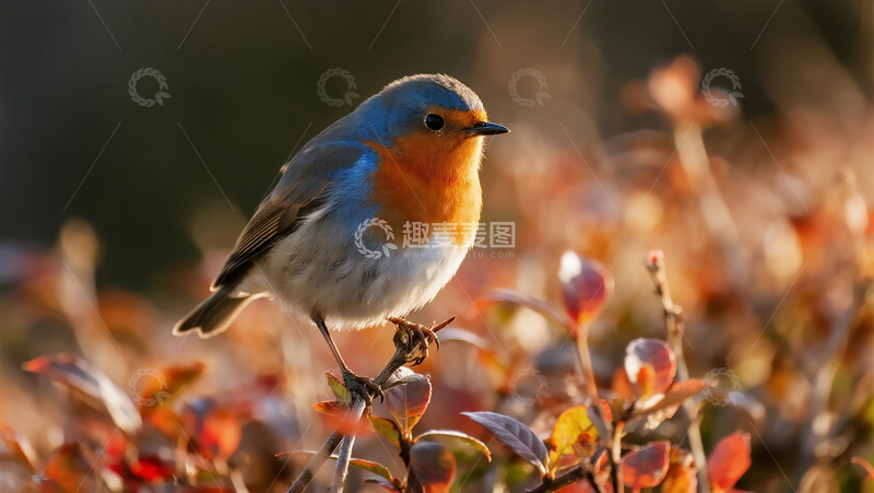 高清大图下载【趣麦麦图】生物百科鸟类之红胁蓝尾鸲
