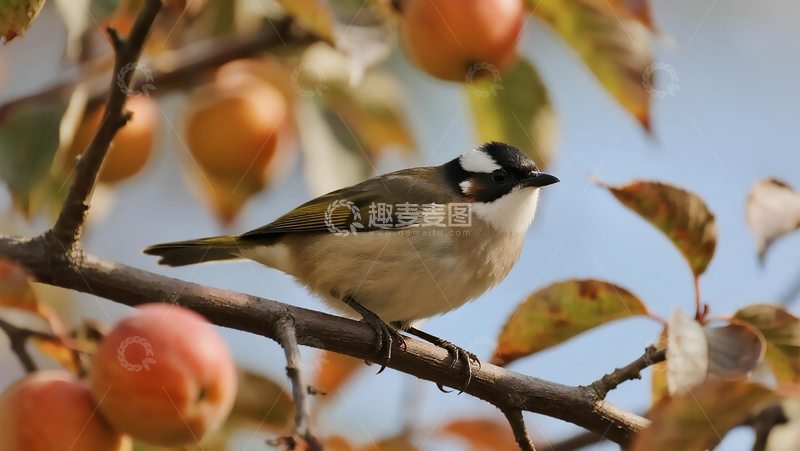 高清大图下载【趣麦麦图】生物百科鸟类之秋季果林白头鹎