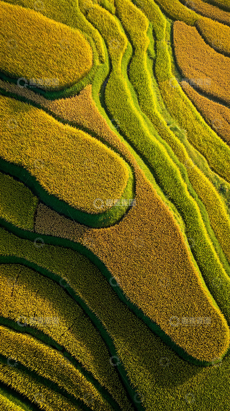 高清大图下载【趣麦麦图】金黄色稻田的秋日景色