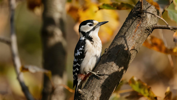 生物百科鸟类之秋季斑姬啄木鸟
