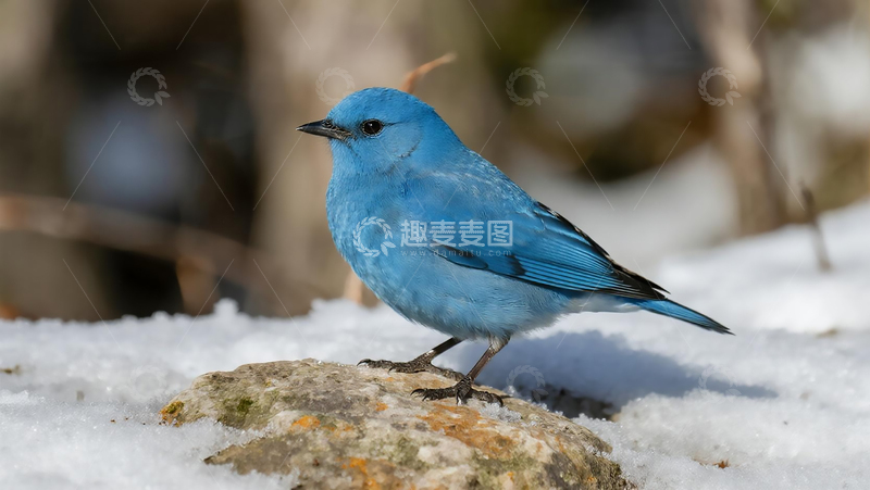 高清大图下载【趣麦麦图】生物百科鸟类之雪地蓝矶鸫