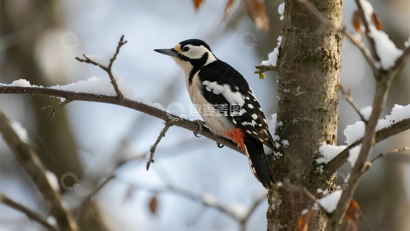高清大图下载【趣麦麦图】生物百科鸟类之星头啄木鸟