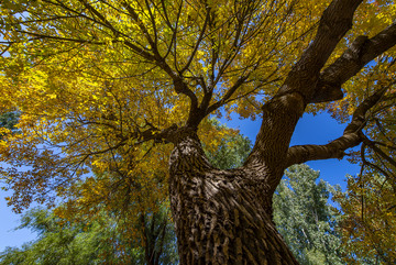 秋日神树向上生长