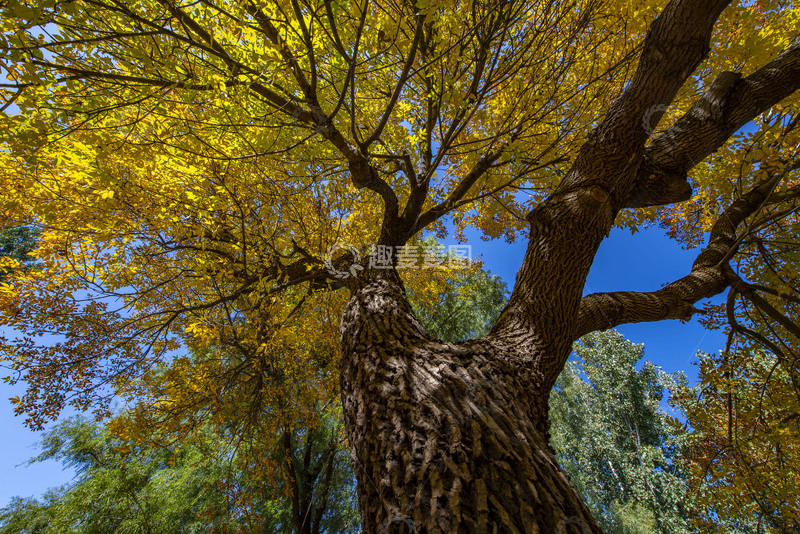 高清大图下载【趣麦麦图】-秋日神树向上生长