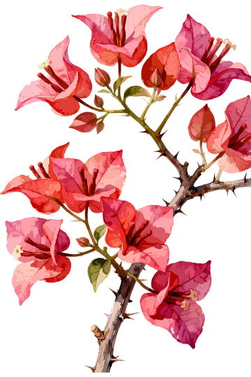 水彩花卉三角梅植物插画