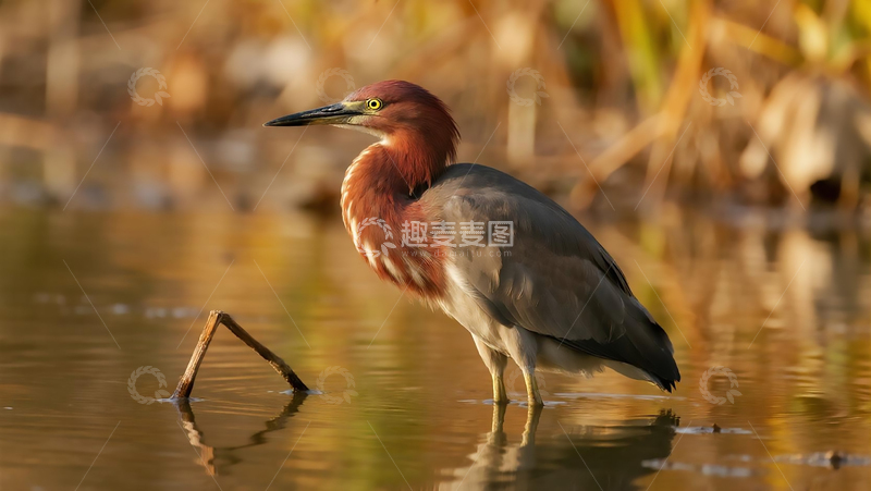 高清大图下载【趣麦麦图】生物百科鸟类之池鹭