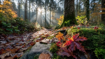 山涧  幽邃  疏影  