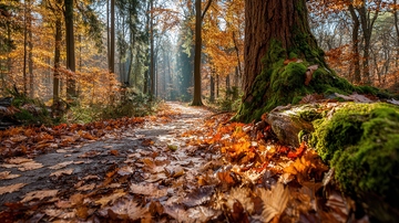 山涧  逸趣   垂实  