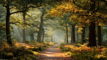 山涧  逸趣   飘零  