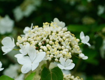 清新白花绣球花盛开特写