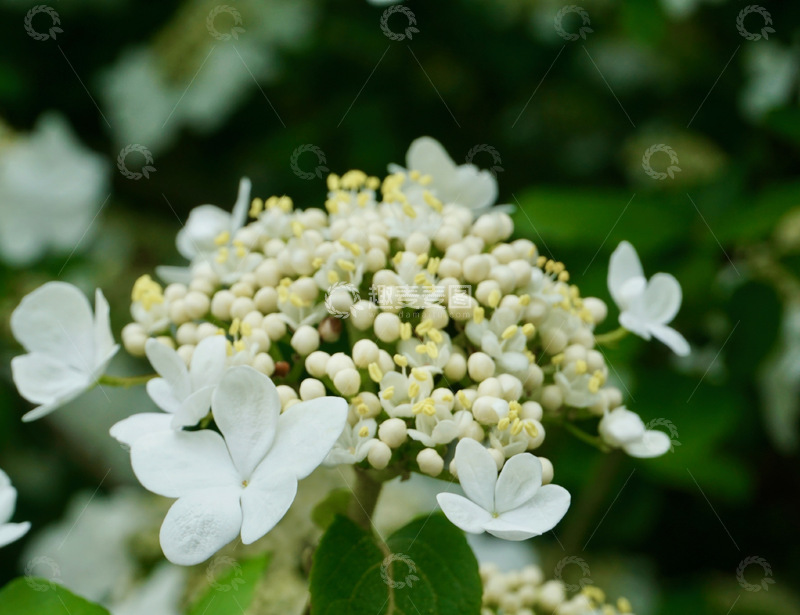 高清大图下载【趣麦麦图】清新白花绣球花盛开特写