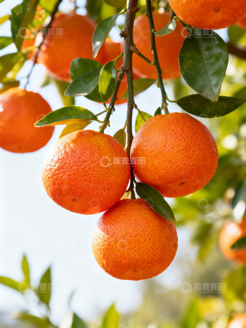 源文件下载【趣麦麦图】-树上的橘子3