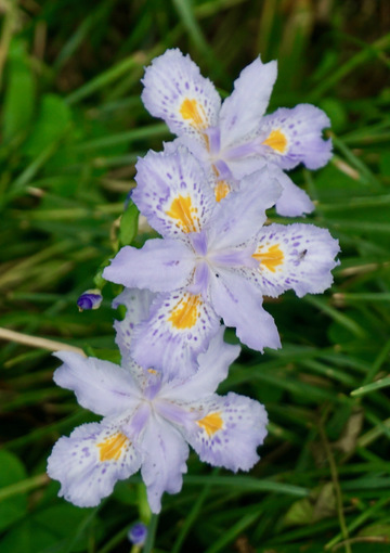 紫色鸢尾花盛开自然风光摄影