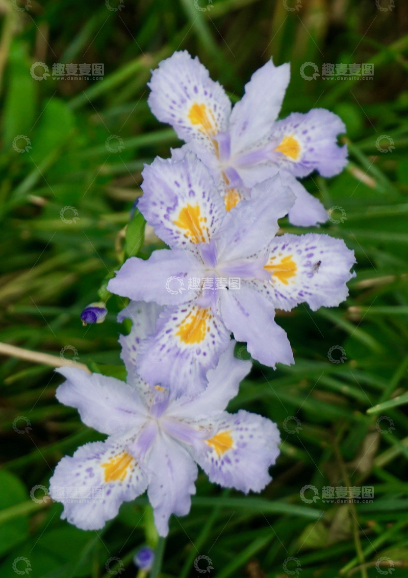 紫色鸢尾花盛开自然风光摄影