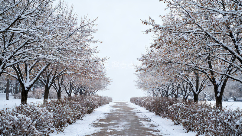 高清大图下载【趣麦麦图】冬季树林实拍摄影