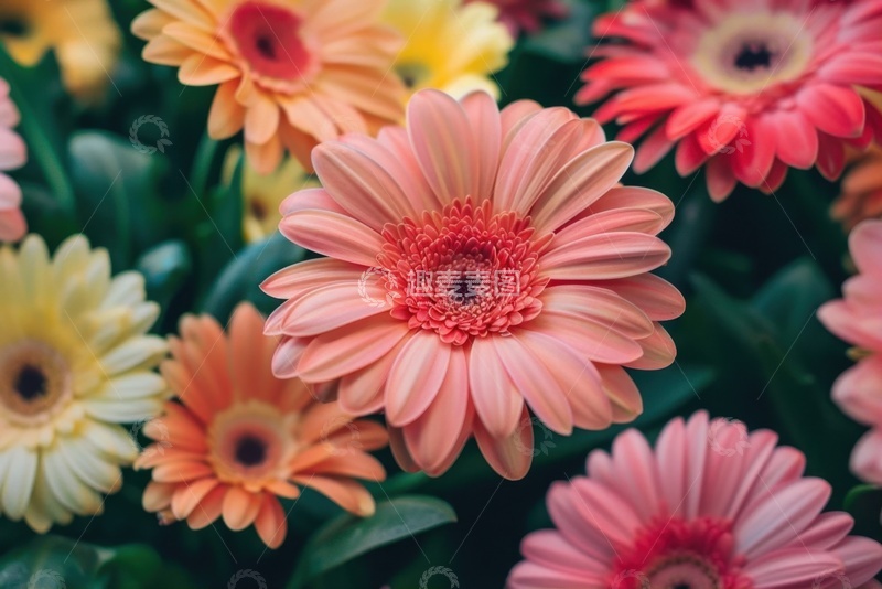 高清大图下载【趣麦麦图】盛开的一片粉红色的菊花花田