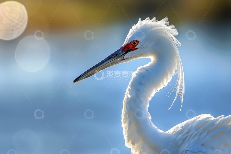 高清大图下载【趣麦麦图】一只白色的仙鹤特写