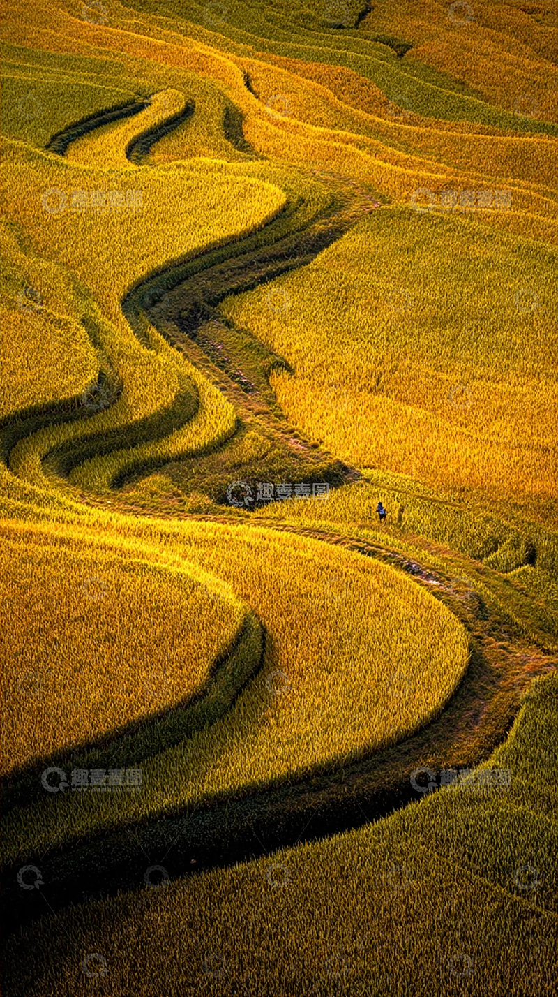 高清大图下载【趣麦麦图】金色稻田的蜿蜒之旅