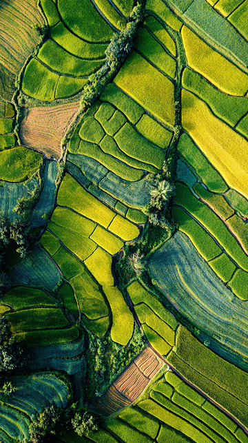 绿色梯田的壮丽景色