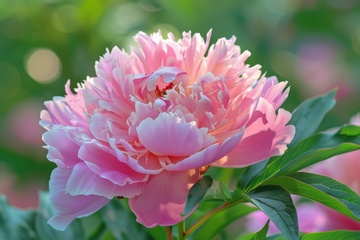 盛开的粉色牡丹花花卉