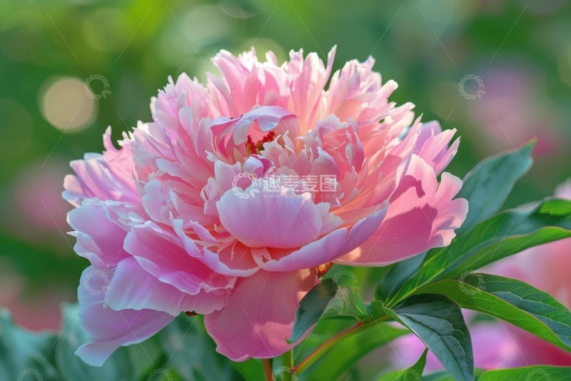 高清大图下载【趣麦麦图】盛开的粉色牡丹花花卉