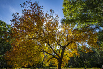 奥森发光神树之白蜡