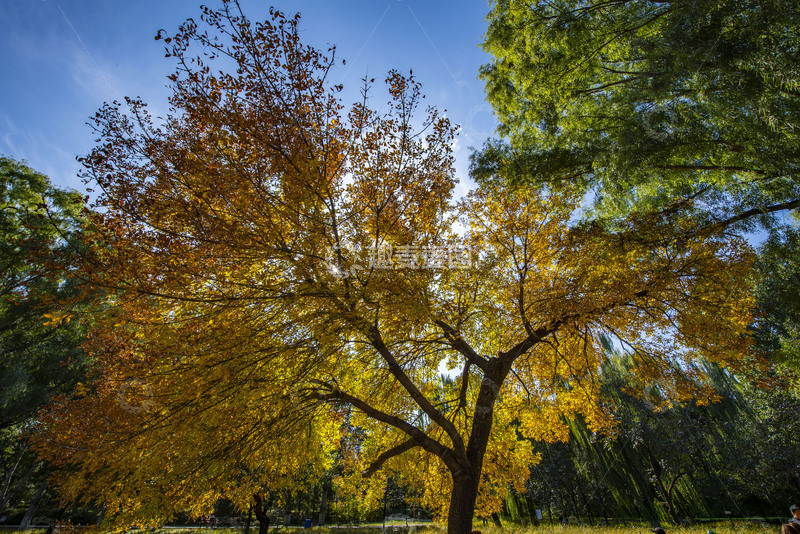 高清大图下载【趣麦麦图】-奥森发光神树之白蜡