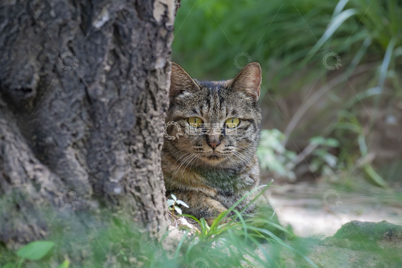 高清大图下载【趣麦麦图】公园里的狸花猫