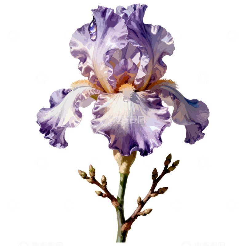 水彩鸢尾花手绘装饰图案