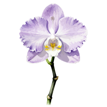 紫色兰花水彩画素材