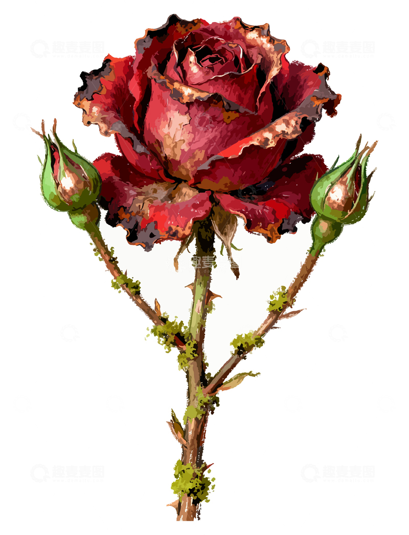 源文件下载【趣麦麦图】红玫瑰艺术插画