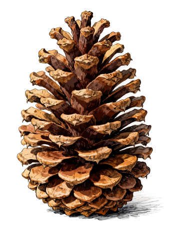 手绘松果插画素材