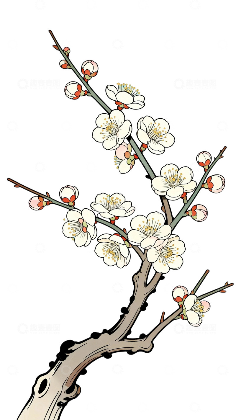 工笔画盛开腊梅1