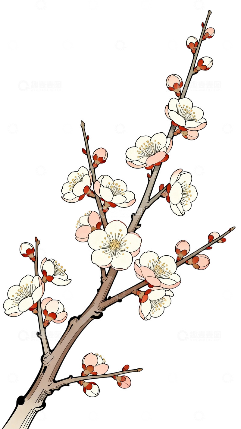 工笔画盛开腊梅3